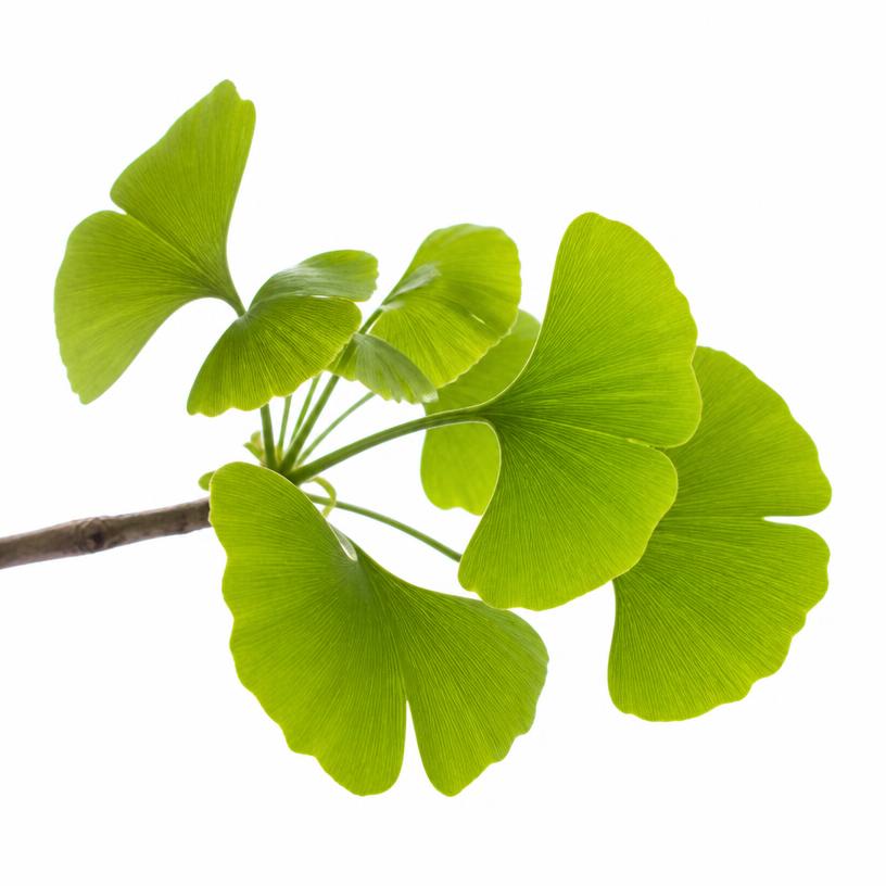 Green ginkgo biloba leaves on a branch against a white background