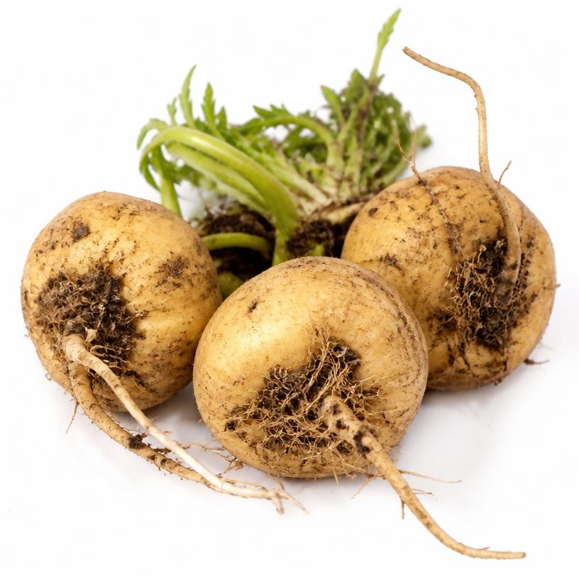 Fresh maca roots with green tops on a white background