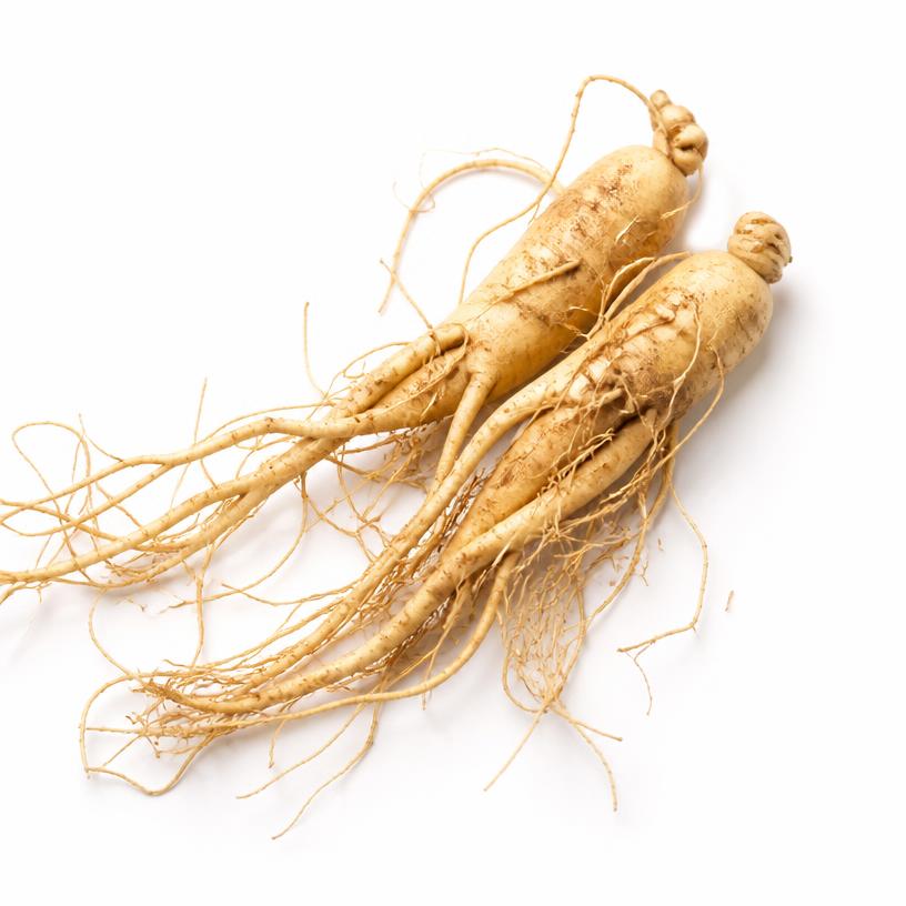 Fresh Panax ginseng roots photographed on a white background